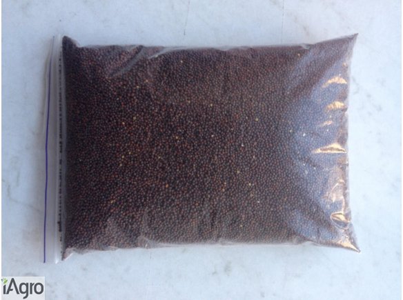 Sprzedam gorczyce, kolendre, soje!