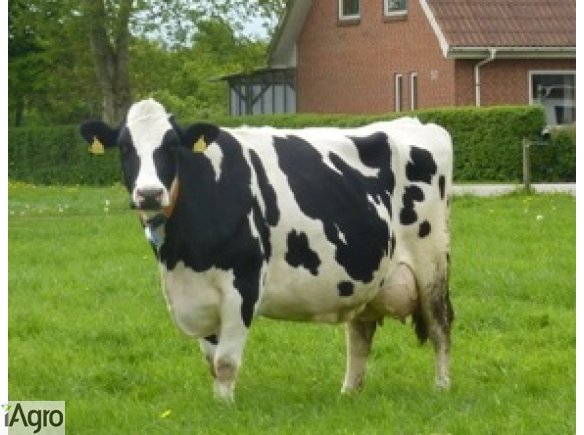 Wyjazd po krowy na selekcję do Danii, Niemiec, Holandii