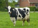 Wyjazd po krowy na selekcję do Danii, Niemiec, Holandii