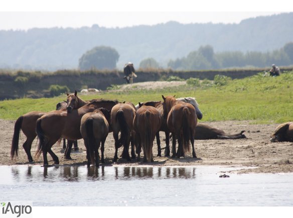  Ukraina.Sprzedam PGR 1000ha w jednym areale,dzialki rolno-lesne,atrakcyjne siedliska z tradycyjna wiejska zabudowa.Obiekty rolnicze na dawnych polskich ziemiach,byla ferma krow,trzody chlewnej.Na sprzedaz,wynajem gospodarstwo rolne bylego kolchozu w okol