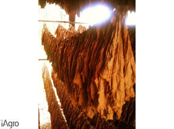 Sprzedam liście tytoniu BURLEY- 10 zł za kilogram