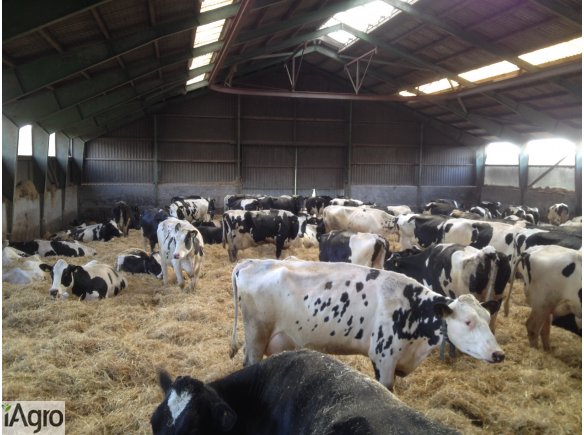 Krowy pierwiastki, jałówki hodowlane,najwyższa jakość, Cała Polska