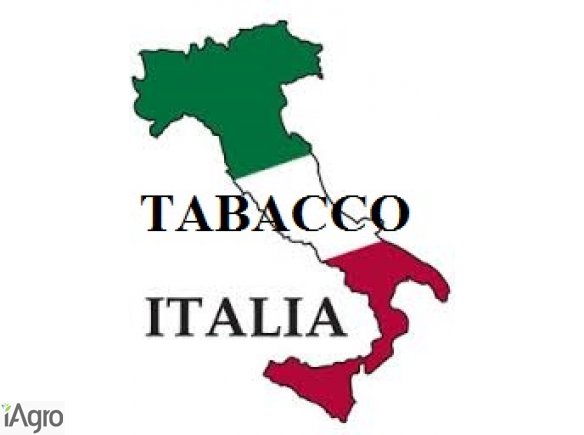 Tytoń włoski