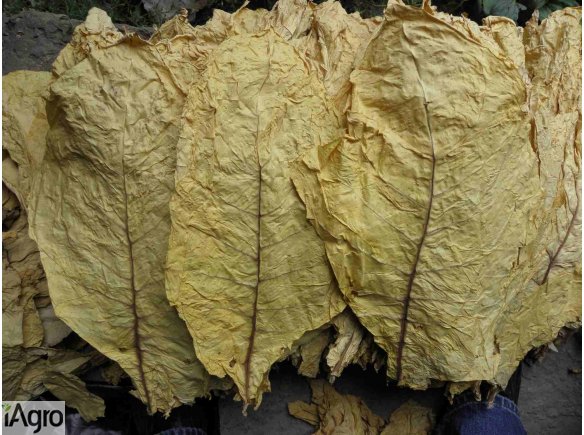 Liście tyoniu wysyłka kurier za pobraniem