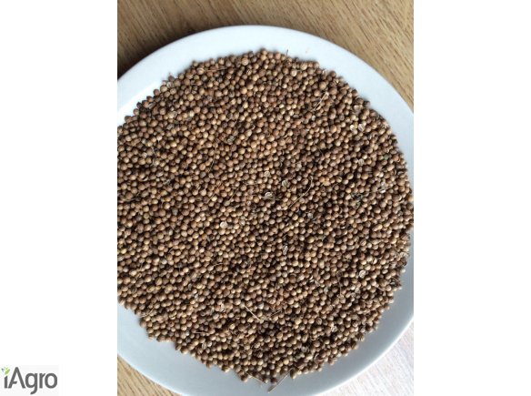 Sprzedam kolendre 99% kolendra zlocista