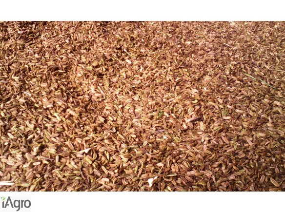 KOPER WŁOSKI SPRZEDAM