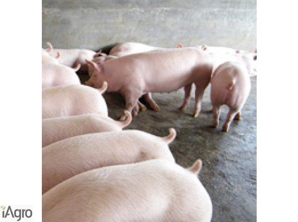  Ukraina.Fermy trzody,chow tucznikow.Skup zywca 6 zl/kg,prosieta 120 zl/szt.Czernihowski obw.Zapraszamy fachowcow zainteresowanych kupnem,wynajmem,odbudowa i modernizacja ferm trzody chlewnej.Do zaoferowania byle kolchoz PGR, chlewnie na 1200 sztuk swin,g