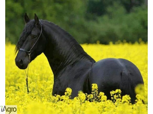 Piękne czarne fryzyjskiej klacz potrzebuje nowego domu