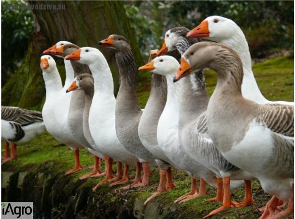  Ukraina.Bimber od Bohuna 3 zl/0,5L + Ferma drobiu.Gesi tuczone 5 zl/kg,kaczki broilery 4 zl/kg.Czernihowski obw.Mieso zdrowe i dietyczne z malych gospodarstw wiejskich polozonych w historycznej miejscowosci,gdzie tradycja chowu siega zamierzchlych czasow