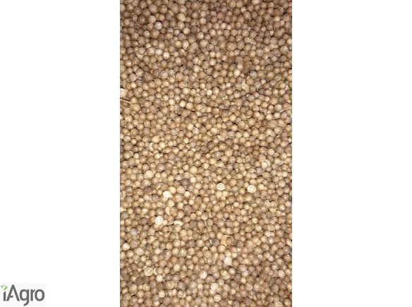 Sprzedam kolendrę, kolendra 99% każde ilości 