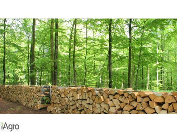  Ukraina.Zrebki lesne,tartaczne,kora,wierzba,wiklina.Od 4 zl/m3.Czernihowski obw.Stale oferujemy zrebki powstajace przy czyszczeniu lesnych odpadow z pozostalosci po wyrebach drzew,lozy wiklinowej.Mieszanki drewna opalowego,scinek,wiorow, pniakow.Slomy od