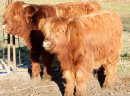Byk Highland Cattle Buhaj Rozpłodowy Szkockie Górskie 8 szt - zdjęcie 3
