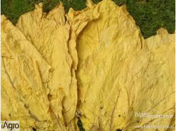 Sprzedam Liście Tytoniu