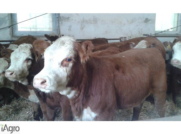 SPRZEDAŻ CIELĄT RAS  MIĘSNYCH  MIESZANYCH HF !! ZM BM KOBYLIN