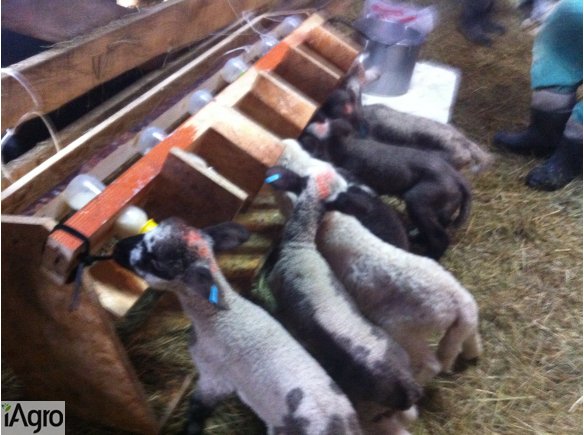 Jagnięta ,owieczki,baranki,owce 45 zł sztuka najtaniej
