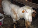 Sprzedam stado: kozy zakocone i capa, oraz 3-letnią cielną krowę - zdjęcie 6