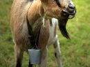 Sprzedam stado: kozy zakocone i capa, oraz 3-letnią cielną krowę - zdjęcie 1