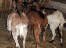 Sprzedam stado: kozy zakocone i capa, oraz 3-letnią cielną krowę - zdjęcie 5