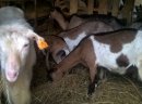 Sprzedam stado: kozy zakocone i capa, oraz 3-letnią cielną krowę
