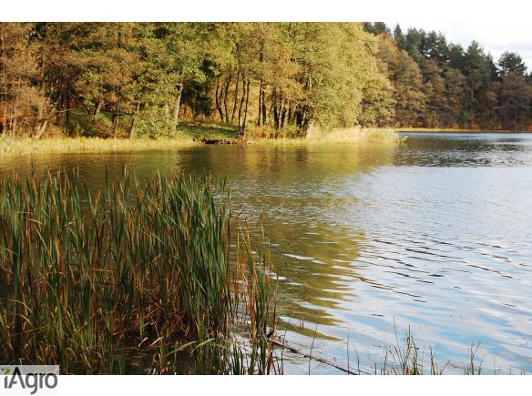 Mazury- 28złm- Stare Juchy grunty nad jeziorem przy lesie z warunkami zabudowy