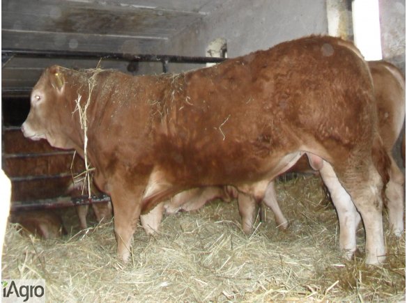 SPRZEDAM Byka odsadka rasy Limousin czysto rasowy. W bardzo dobrej kondycji po ojcu szwajcarskim Neplong (po inseminacji). Byk ma bardzo ładną budowę. Stado pod oceną PZHIPBM. Wiek 8 miesięcy. Waga ok 420 kg. Stado wolne od chorób. Okolice Radzynia Podlas