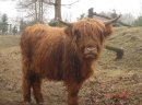 Bydło szkockie - zdjęcie 2