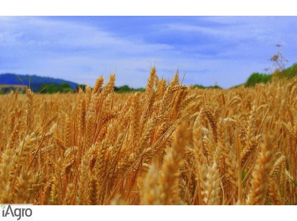 Sprzedam pszenicę jarą do siewu