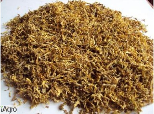 Tytoń, Burley, Virginia, KORSARZ, Marllboro