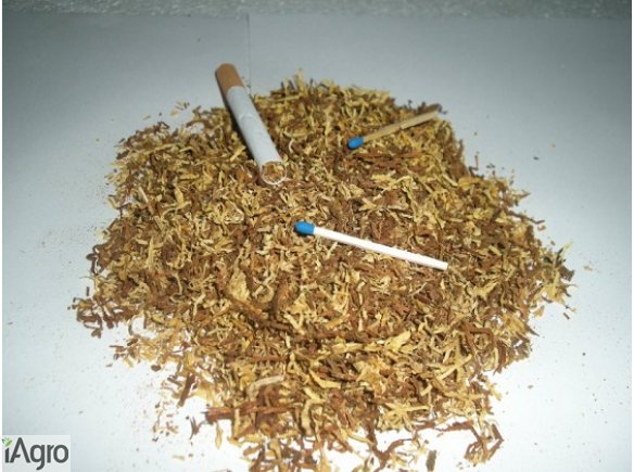 NAJLEPSZEJ JAKOŚCI TYTOŃ 65 ZŁ