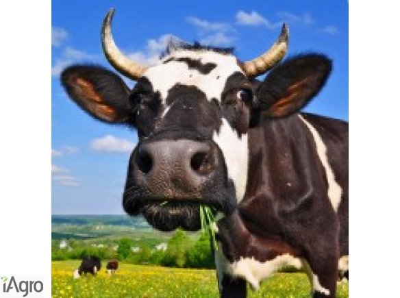 Jałówki cielne, krowy mleczne HF- Dania , Niemcy!