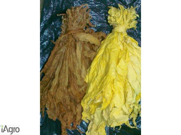 Liście tytoniu Koszyce Virginia Burley