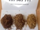Tytoń 79 zł 1 kg. Zero Ryzyka i Problemów. Renomowana Firma. Sprawdź Sam! Tyton 