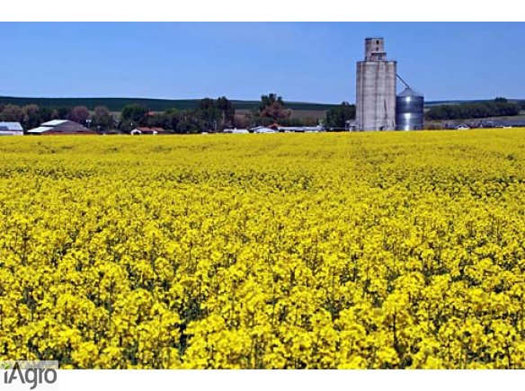  Ukraina.Olej rzepakowy 2,2 zl/litr + biomasa,tluszcze roslinne.Oferujemy w znacznych ilosciach 36tys.ton/rocznie nierafinowany,zimnotloczony olej z rzepaku CDRO 254ppm fosforu.Wysoka temperatura dymienia,odporny na jelczenie, naturalny z wyselekcjowanych