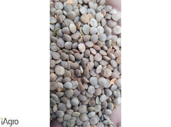 Sprzedam Soczewicę Ekologiczną