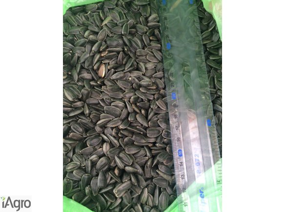 Słonecznik referencyjnej jakości