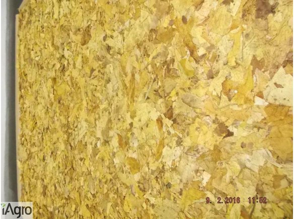 Liście tytoniu. TYLKO STRIPS. Hurt. VIRGINIA; BURLEY . Duże ilości. 