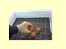 Inkubator lęgowy dla kur, gęsi, indyków i innych ptaków - zdjęcie 1