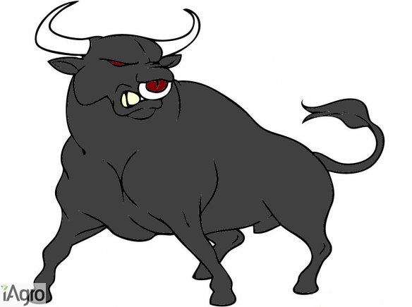 SKUP BYDŁA LUBELSKIE  725056553