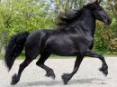 Śliczne czarne konie fryzyjskie Mężczyzna jest dostępna - zdjęcie 4