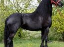 Śliczne czarne konie fryzyjskie Mężczyzna jest dostępna