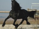 Śliczne czarne konie fryzyjskie Mężczyzna jest dostępna - zdjęcie 3