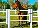 Equisafe - ogrodzenia elektryczne dla koni, pastuch, HDPE - zdjęcie 2
