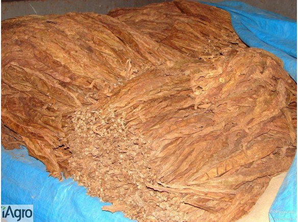 Liście tytoniu Burley