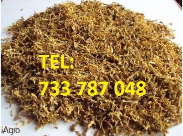 Tytoń, Burley, Virginia, KORSARZ, Marllboro