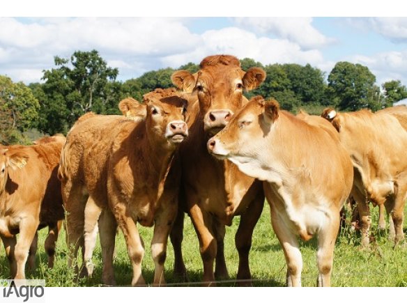 Byki, odsadki(80-350kg)ras mięsnych