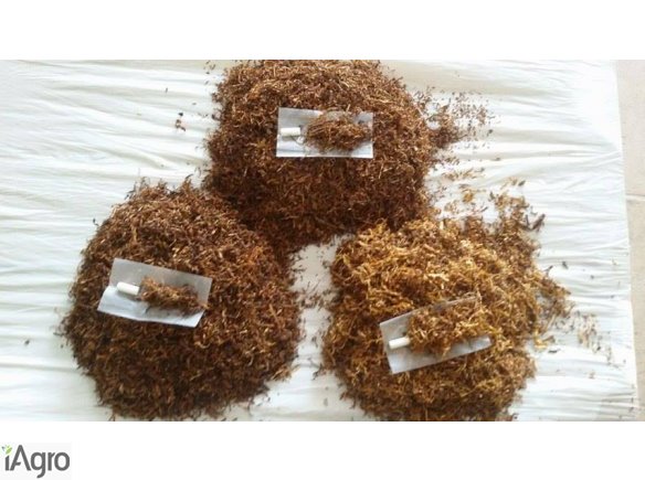 SPRZEDAM TYTOŃ 539-588-844