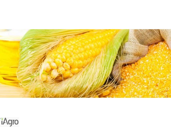  Ukraina.Olej kukurydziany 3,70 zl/litr + ziarna z przemialu,kasze,platki,maka,skrobia,krupy 0,70 zl/kg.Bardzo uniwersalny olej kuchenny uzyskiwany z zarodkow,kielkow kukurydzy w procesie ekstrakcje.Dar natury zamkniety w butelce PET 1L- pak. 15szt, 3,5L-