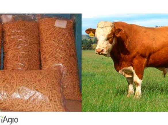  Ukraina.Pasza granulowana w workach,premiksy zbilansowane 300 zl/tona,do negocjacji.Produkcja granulatu z pasz sypkich i biomasy.Skladniki:jeczmien,pszenzyto,otreby pszenne.Mieszanki objetosciowe soczyste,sianokiszonka pelnoporcjowa,melasa, karma dla zwi