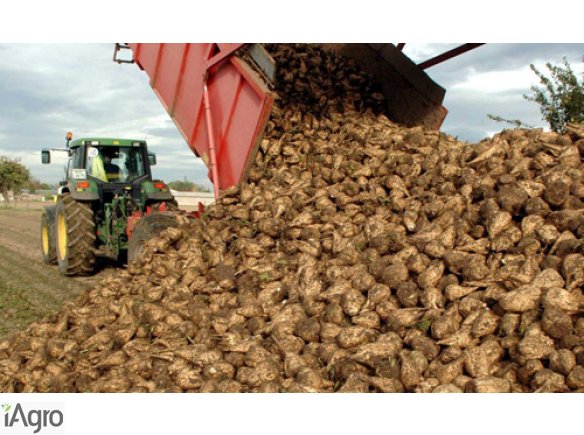  Ukraina.Produkcja cukru spozywczego,bioetanolu.Wyslodki,korzonki buraczane,melasowanie pasz od 200 zl/tona.Cukrownia grupy gorzelni rolniczych przemyslu bioetanolowego oferuje melasowanie pasz,wyslodki suszone,produkty wytwarzania cukru z burakow cukrowy