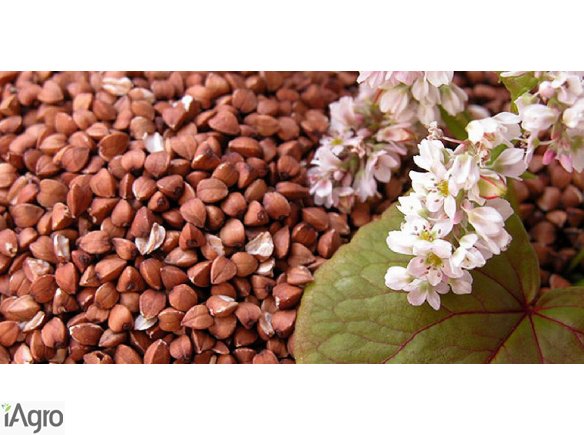  Ukraina.Sprzedam gryke z upraw ekologicznych 2 zl/kg,kasza 3 zl/kg,wszystkie zboza,otreby,maki,luska.Workowana,oczyszczona po zbiorze przez wialnie z sitami.Niepalona kasza gryczana z obluskanych nasion.Odmiana miododajna z 1ha pola kwitnacej gryki zbier